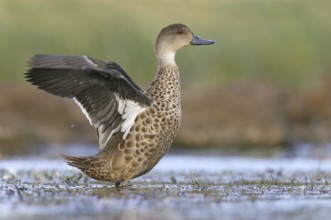 Grey Teal (Anas gracilis), Victoria, Australia