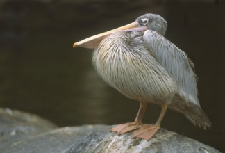 Pink-backed Pelican (Pelecanus rufescens), California, USA
