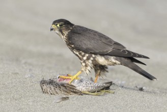 Merlin (Falco columbarius), Washington, USA