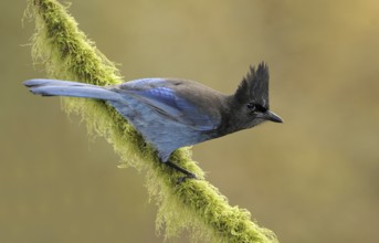 Steller's Jay (Cyanocitta stelleri), British Columbia, Canada