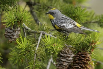 Yellow-rumped Warbler (Dendroica coronata) perched on a branch in the interior of British Columbia,