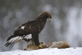 Golden Eagle (Aquila chrysaetos), Norway