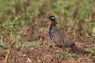 Black Francolin (Francolinus francolinus) male, Paphos, Cyprus