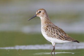 Dunlin (Calidris alpina), Vorarlberg, Austria