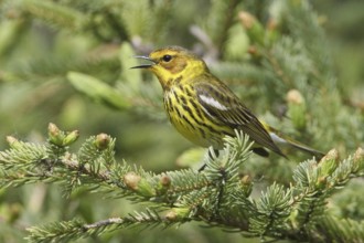 Cape May Warbler (Setophaga tigrina) singing, Manitoba, Canada
