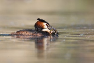 Great Crested Grebe (Podiceps cristatus), Germany