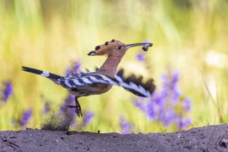 Eurasian Hoopoe (Upupa epops) flying with food in its beak, Saxony, Germany
