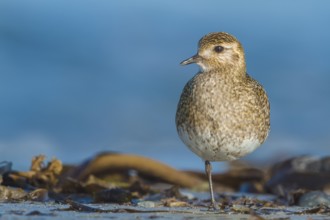Goldregenpfeifer, Pluvialis apricaria European Golden Plover, Pluvialis apricaria