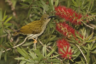 Streaked Spiderhunter (Arachnothera magna), Fraser's Hill, Malaysia