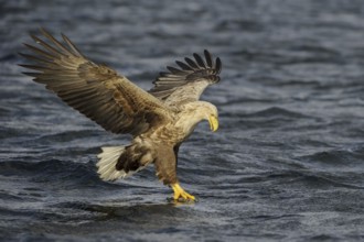 White-tailed Eagle (Haliaeetus albicilla) flying, Nord-Trondelag, Norway