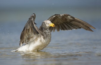 Pacific Gull (Larus pacificus), Victoria, Australia