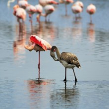 Pink flamingos (Phoenicopterus roseus), standing in the water, young bird, Pont de Gau bird park,