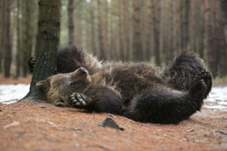 It itches... European brown bear (Ursus arctos) turns on its back, scrubs, scratches itself,