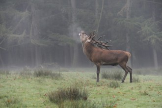 Rutting... Red deer (Cervus elaphus) roaring with fervour, visible cloud of breath, late summer