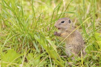 A young European ground squirrel (Spermophilus citellus) or European souslik stands in a meadow