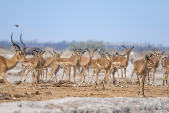 Herd of impala (Aepyceros melampus) at a waterhole, black heeler antelope, Nxai Pan National Park,