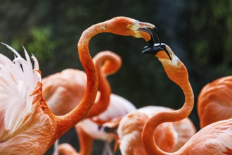 American flamingo, Phoenicopterus ruber, group of birds