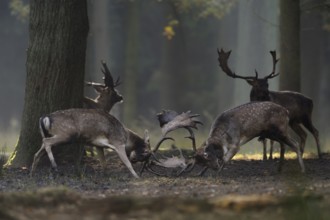 Rivals... Fallow deer (Dama dama), fight of the fallow deer, fallow deer on their rutting ground,