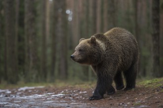 Young bear... European brown bear (Ursus arctos) cautiously leaving the forest, crossing a