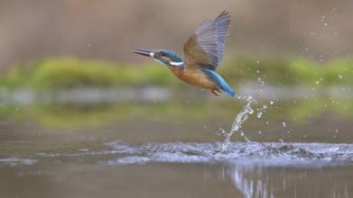 Kingfisher (Alcedo atthis), taking off from the water with a fish in its beak, Lechauen, Bavaria,