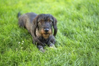 Rough-haired dachshund (Canis lupus familiaris) male, 4 years old, animal portrait, lying on a