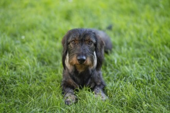 Rough-haired dachshund (Canis lupus familiaris) male, 4 years old, animal portrait, lying on a