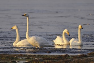 Whooper Swan (Cygnus cygnus), Lower Saxony, Germany