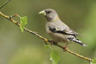 Evening Grosbeak (Hesperiphona vespertina) female, British Columbia, Canada