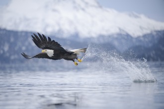 Bald Eagle (Haliaeetus leucocephalus) hunting, with fish prey in its claws, Alaska, USA