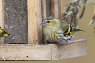 Eurasian Siskin (Spinus spinus) female, St. Gallen, Switzerland