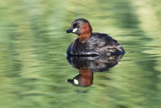 Little Grebe (Tachybaptus ruficollis), Eilat, Israel
