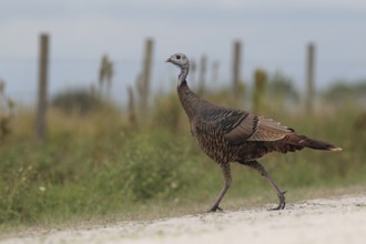 Wild Turkey (Meleagris gallopavo) female, Florida, USA