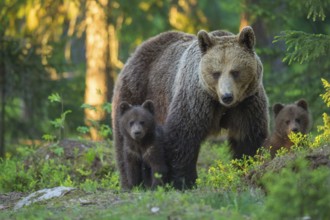 Eurasian Brown Bear (Ursus arctos) mother with cubs in forest, Finland