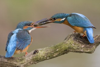Common Kingfisher (Alcedo atthis) pair displaying, Saxony-Anhalt, Germany