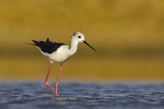 Black-winged Stilt (Himantopus himantopus) male foraging, North Rhine-Westphalia, Germany