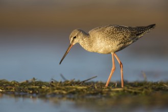 Spotted Redshank (Tringa erythropus) foraging, Poland