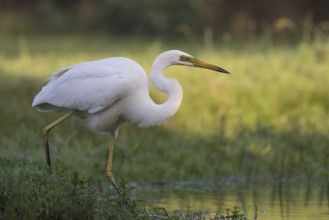 Great Egret (Ardea alba), Subotica, Serbia