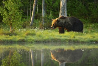 Brown bear walking in forest, morning light. Dangerous animal in nature taiga and meadow habitat.