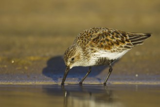 Dunlin (Calidris alpina) foraging, North Rhine-Westphalia, Germany