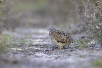 Painted Buttonquail (Turnix varius) female perched on the ground, Victoria, Australia