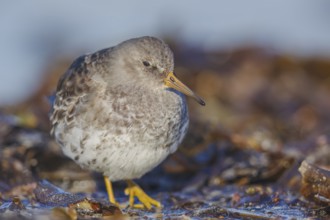 Meerstrandläufer, Calidris maritima Purple Sandpiper, Calidris maritima