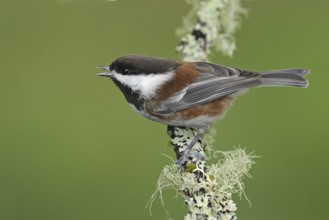 Chestnut-backed Chickadee (Poecile rufescens), British Columbia, Canada