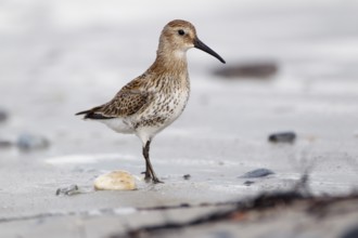 Alpenstrandläufer, lat. Calidris alpina, Seitenansicht, am Spülsaum der Düne von Helgoland bei der
