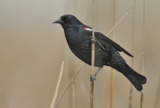 Tricolored Blackbird (Agelaius tricolor) male, California, USA