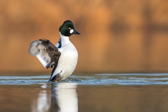 Common Goldeneye (Bucephala clangula) male flapping wings, Saxony-Anhalt, Germany