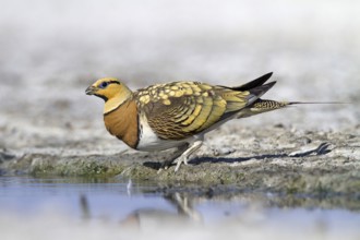 Pin-tailed Sandgrouse (Pterocles alchata) male at waterhole, Castile-La Mancha, Spain