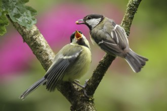 Great Tit (Parus major) juvenile, Lower Saxony, Germany