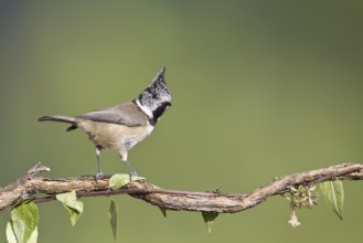 European Crested Tit (Lophophanes cristatus), Portugal