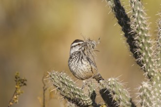 Cactus Wren (Campylorhynchus brunneicapillus), California, USA