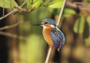 Malachite Kingfisher (Corythornis cristatus), Gambia